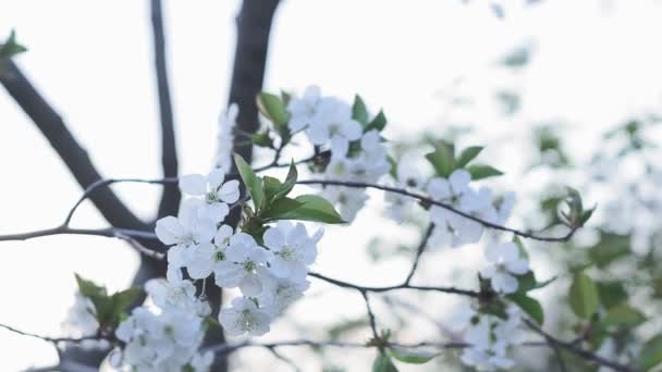 Bloei van decoratieve witte appel en fruitbomen boven heldere blauwe lucht. — Stockvideo