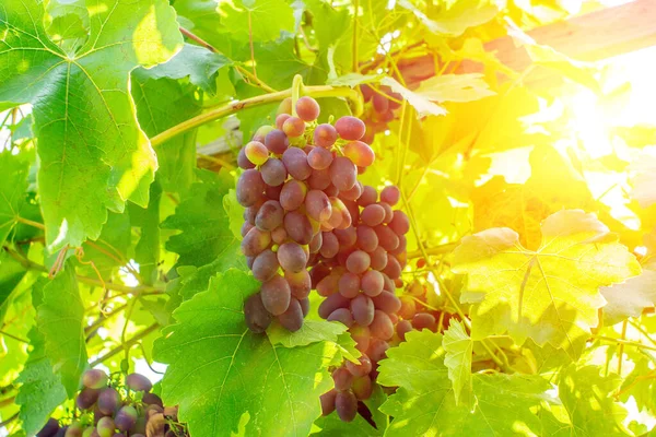 Takken Met Rijpe Gele Kersen Pruim Fruit Cherry Plum Boom — Stockfoto