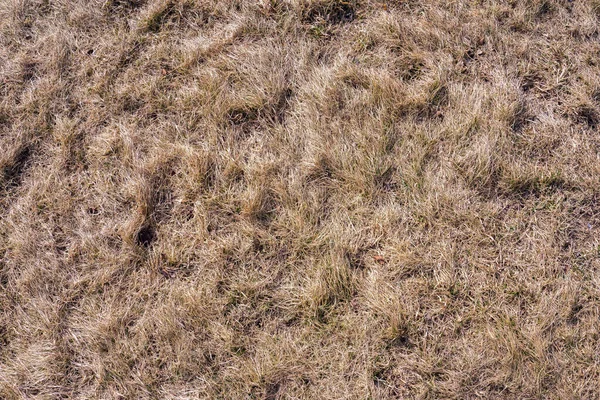 Texture Herbe Jaune Sèche Vieille Surface Herbe Jaune — Photo