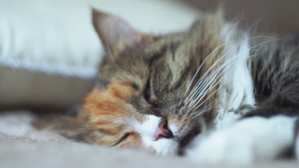 Sueño perfecto de gato dormido. gato durmiendo en la manta, enfoque selectivo . — Vídeos de Stock