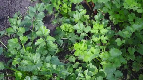 Selderij close-up van de plant. de teelt van specerijen selderij buiten — Stockvideo