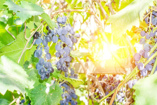 Zwarte Druiven Wijngaard Voor Oogst Het Begin Van Herfst — Stockfoto