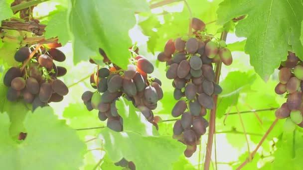 Uvas maduras en el viñedo. uvas jugosas en otoño, día soleado brillante — Vídeos de Stock