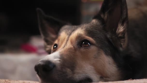 Stay home. dog lying on couch indoors. Dog nose Pet care animal life — Stock Video