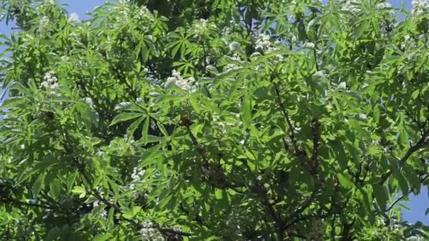 Natuurlijke achtergrond met veel kastanjeboom bloesems — Stockvideo