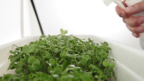 Pulverizando micro verdes de um frasco de borrifo. crescendo micro verde em casa . — Vídeo de Stock