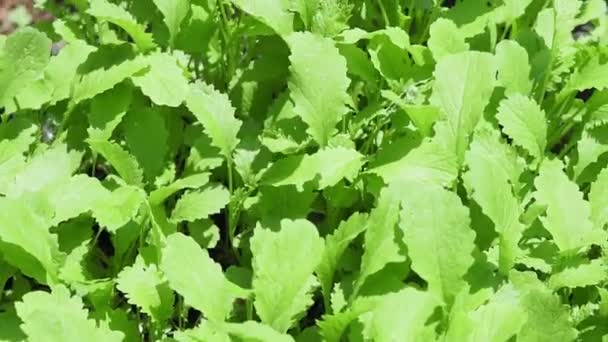 Textura de fondo verde de hojas de lechuga de mostaza. dieta saludable — Vídeos de Stock