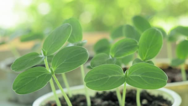 Brotos de pepino as primeiras folhas. Mudas de primavera, cultivando vegetais orgânicos — Vídeo de Stock