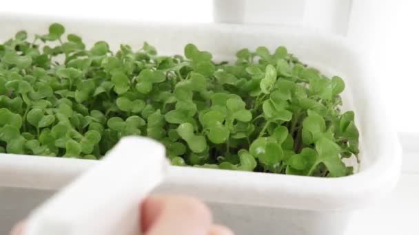Sağlıklı vejetaryen yemekleri için taze mikro yeşil lahanalar. ev büyümesi. — Stok video