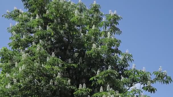 Chestnut trees bloom in spring — Stock Video