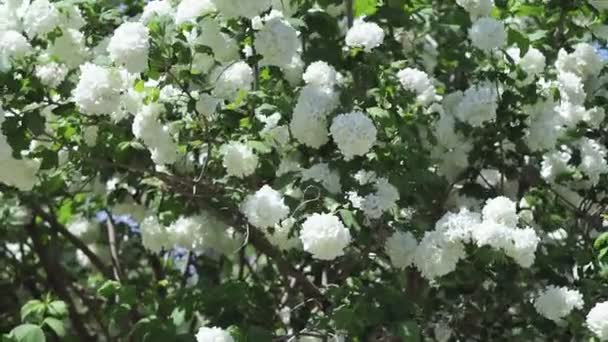 Hortenzie paniculata keř s hortenzie květiny, které kolébají ve větru. — Stock video