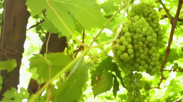 Videiras rodeadas por folhas de uva verde. Colheita do futuro vinho branco . — Vídeo de Stock