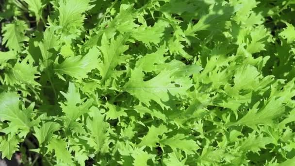 Growing fresh arugula salad outdoors. healthy organic vegetables. — Stockvideo