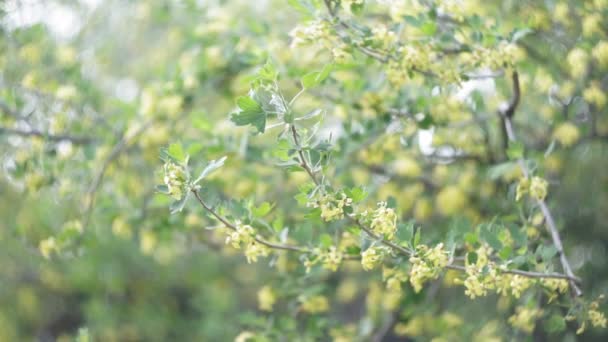 Färgglada gul bakgrund av en blommande träd abstraktion. selektivt fokus — Stockvideo