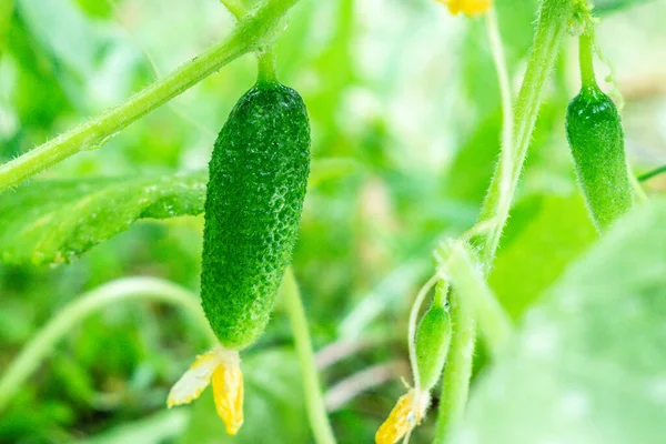 Jonge Planten Van Komkommer Sappige Verse Komkommer Close Achtergrond Van — Stockfoto