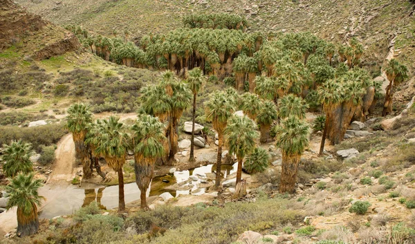 Palmy v indické canyon. Palm Springs — Stock fotografie