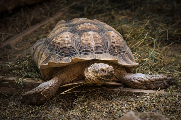 Fin bild sköldpadda på gräs i zoo — Stockfoto