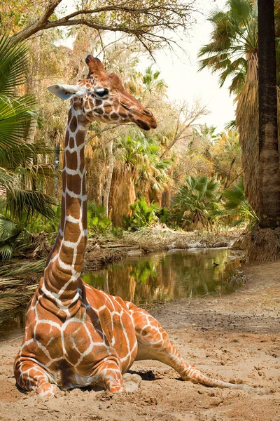Vista mágica de la jirafa cerca de las palmas y el río — Foto de Stock