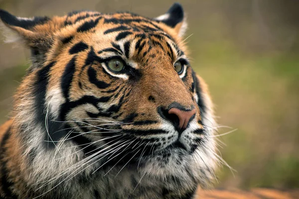 Tigre Retrato Tigre Bengala — Fotografia de Stock