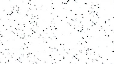 Beyaz arkaplan videosundaki siyah parçacıklar harika bir video klibidir. Bu 1920x1080 (HD) video klibi herhangi bir projede arka plan olarak kullanılabilir. Bu görüntüler bir sonraki kurgunda, projende ya da filminde harika görünecek..