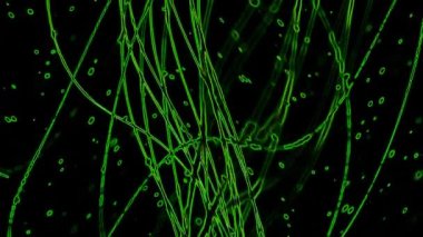 Green Curves Abstract Back on Black stok videosu harika bir video. Bu 1920x1080 (HD) video klibi herhangi bir projede arka plan olarak kullanılabilir. Bu görüntüler bir sonraki kurgunda, projende ya da filminde harika görünecek..