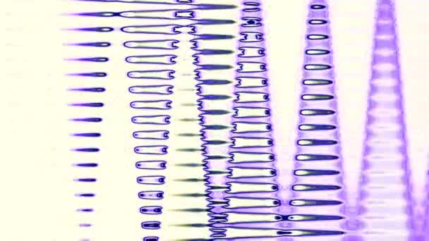 Bunte Abstrakte Blau Violette Hintergrund Auf Weißem Hintergrund Stock Video — Stockvideo