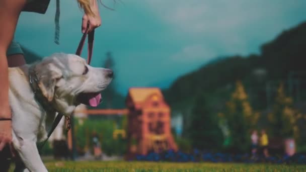 A teenage girl is playing with her favorite dog in the park. He is a devoted friend of man. — Stock Video