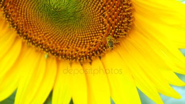 Çalışma ayçiçeği mavi gökyüzü ve güneşli havalarda arı. 