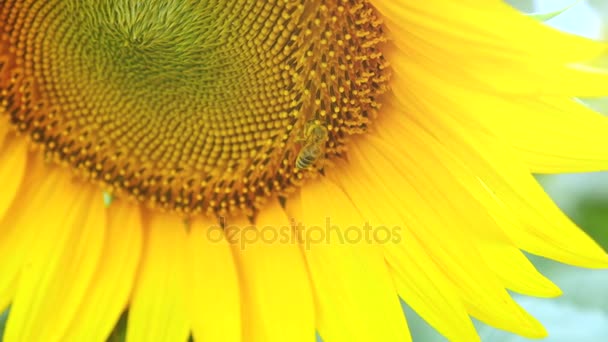 Abeja trabajando en el cielo azul girasol y el clima soleado. 4k . — Vídeo de stock