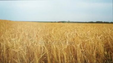 Gün batımında, yeşil ve kırmızı, bir mesafeden alanında çalışan iki biçerdöver buğday alan gün batımından önce hasat için acele. Rüzgar sallama spikelets. Sağ ve sol kamera tava