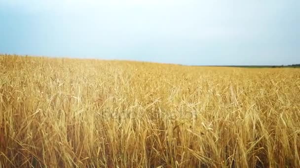 Пшеничне поле на світанку. Вітер розкручує колоски в різних напрямках. Камера змінюється зліва направо . — стокове відео