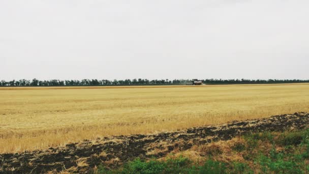 Збирачі пшениці. Пшеничне поле на світанку. 4-кілометровий — стокове відео