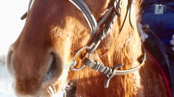 Breath of a brown horse in winter. Slow motion. — Stock Video