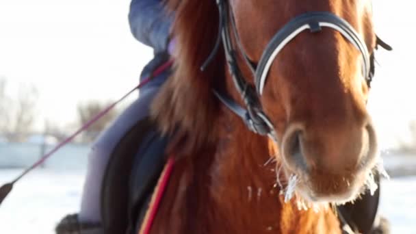 Häst med ryttare i vinter, närbild. Slow motion. — Stockvideo