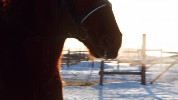 Cavalo com cavaleiro no inverno, close-up. Movimento lento . — Vídeo de Stock