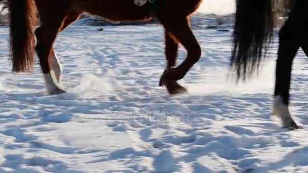 Cavalo com cavaleiro no inverno, close-up. Movimento lento . — Vídeo de Stock