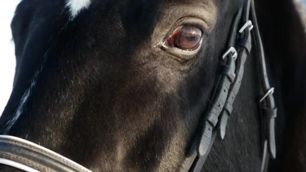 Ritratto di un cavallo che guarda la macchina fotografica. Rallentatore . — Video Stock