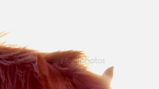 Retrato de un caballo mirando a la cámara. Movimiento lento . — Vídeo de stock