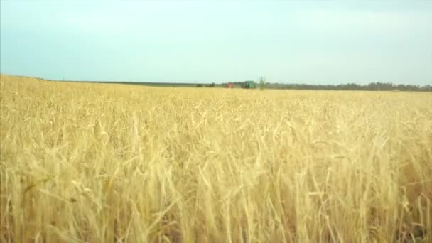 Pšeničné pole za úsvitu. Vítr houpe klásky v různých směrech. Fotoaparát natáčí zleva doprava. — Stock video