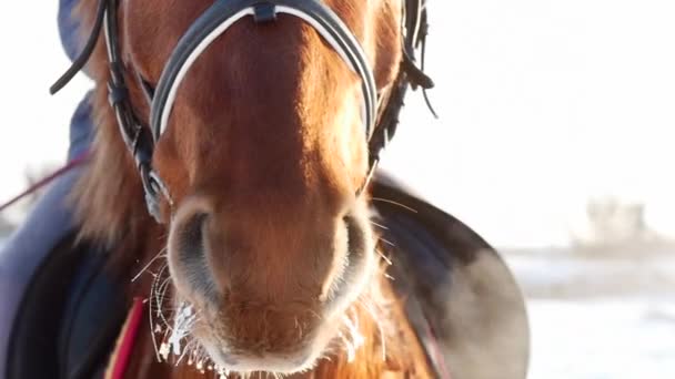 Caballo con jinete en invierno, primer plano. Movimiento lento . — Vídeos de Stock