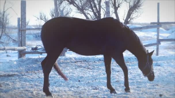 Nahaufnahme eines Pferdes, das im Winter Heu frisst. Zeitlupe. — Stockvideo