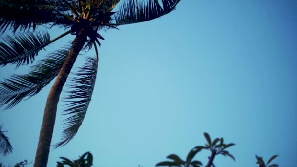 Rzut oka na drzewa palmowego o świcie. — Wideo stockowe