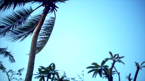 Egy pillantást a pálmafa hajnalban. — Stock videók