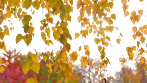 Concepto de otoño, día soleado de otoño, se aleja del viento contra el telón de fondo de una llamarada solar . — Vídeo de stock