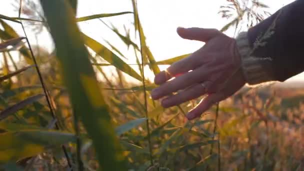 Samičí farmář dotek ruky tráva, pšenice, kukuřice na poli proti nádherným západem slunce. Střela ze steadiamu. Zemědělství, podzim. — Stock video