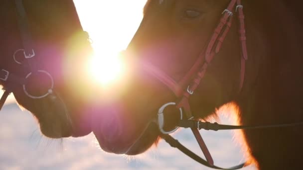 Dois belos cavalos posando para a câmera, um cavalo com um cavaleiro no inverno ao pôr-do-sol, close-up. câmara lenta. Tiroteio em Steadicam, o conceito de natureza selvagem . — Vídeo de Stock