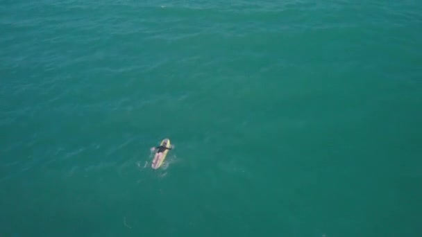 Fotografia z lotu ptaka widok młodej surferki leżącej na desce i wiosłowanie ręce do fali, surfer czeka na jego fali. — Wideo stockowe