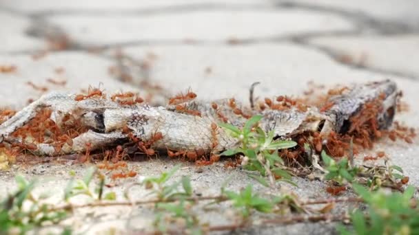 Un hormiguero, un grupo de grandes hormigas rojas están desgarrando un reptil con garrapatas, llevando un lagarto seco, un equipo conceptual trabajando juntos en la nutrición, videos muestran la presa de la hormiga — Vídeos de Stock