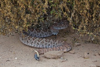 Rattle Snake Coiled Under Bush clipart