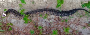 Cottonmouth Snake in Defensive Posture, Sunning in Sand in Florida  clipart